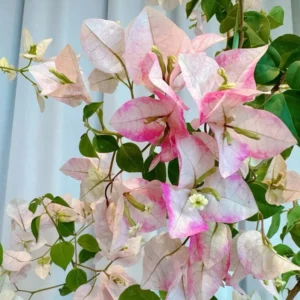 White Pink Bougainvillea Live Plant 6-8 Inches - Outdoor Garden Flower Vine