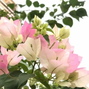 White Pink Bougainvillea Live Plant 6-8 Inches - Outdoor Garden Flower Vine