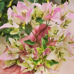 White Pink Bougainvillea Live Plant 6-8 Inches - Outdoor Garden Flower Vine