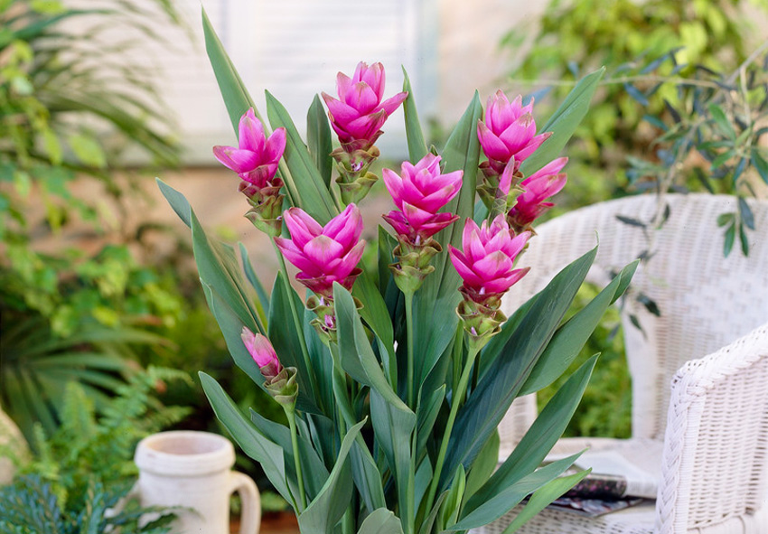 Turmeric is a relatively low-maintenance plant, but it does require some basic care to ensure it grows strong and healthy.