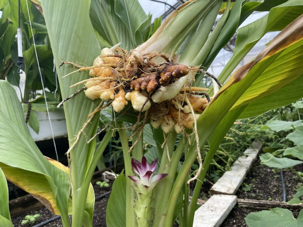 harvesting Turmeric at home
