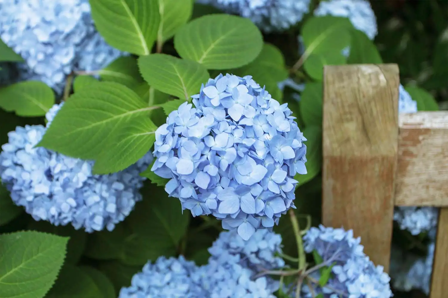 ms-hydrangea-garden-nursery