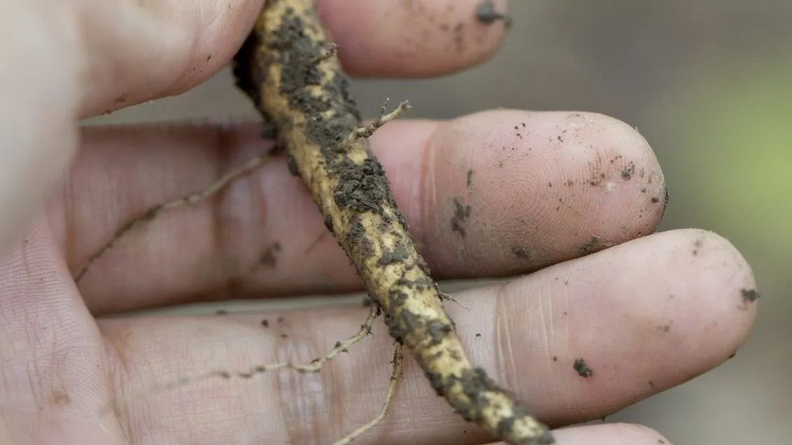 root cuttings