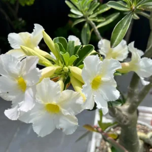 Adenium Obesum White Desert Rose Plant - 4-6 Inch Bareroot