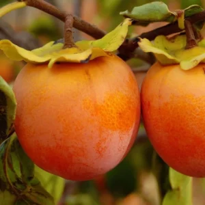 American Persimmon Plant - 8-12 Inch Tree Sapling
