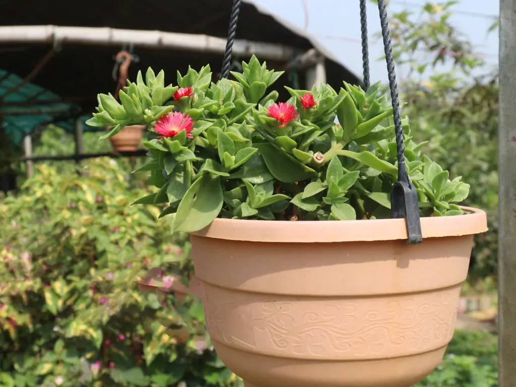 A Baby Sun Rose plant in a hanging pot with multiple bright pink flowers, showcasing its trailing growth habit.