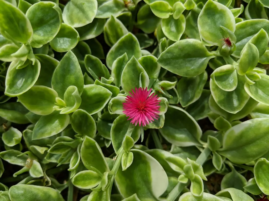 Baby Sun Rose succulent spilling over a container with bright pink flowers and green foliage, perfect for landscaping.