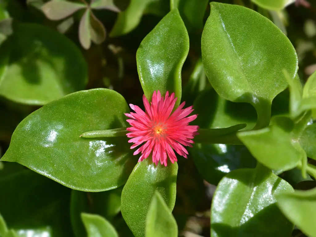 A close-up of the vibrant pink Baby Sun Rose flower blooming among glossy green leaves.