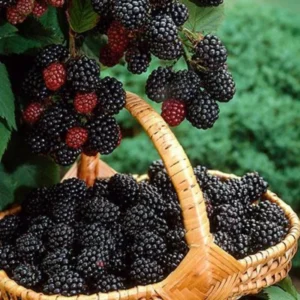 Blackberry Plants - Set of 2 - Garden Ready Bushes