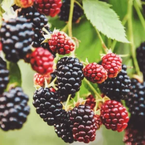 Blackberry Plants - Set of 2 - Garden Ready Bushes