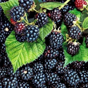 Blackberry Plants - Set of 2 - Garden Ready Bushes