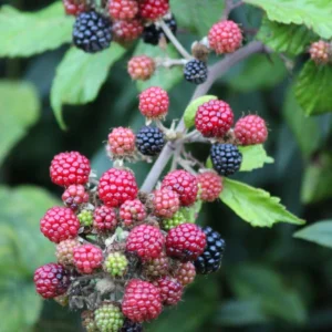 Blackberry Plants - Set of 2 - Garden Ready Bushes