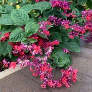 Bleeding Heart Vine Plants Set - 6-8 Inch Clerodendrum Thomsoniae