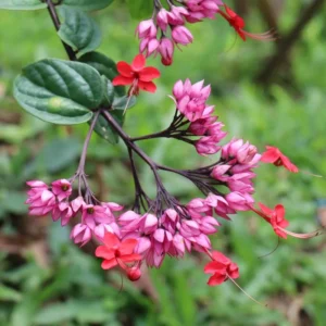 Bleeding Heart Vine Plants Set - 6-8 Inch Clerodendrum Thomsoniae