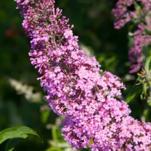 Butterfly Bush Buddleja Plant - 5-7 Inch Tall Shrub - No Pot