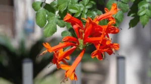 Cape Honeysuckle Blooming