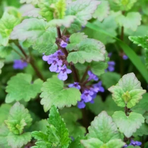 Catnip Plants Set of 2 Herb Plants 3-6 Inches Tall