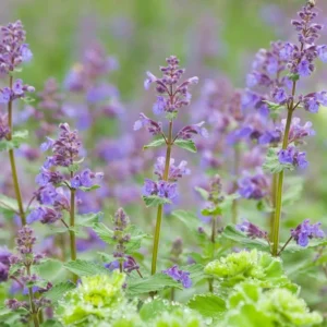 Catnip Plants Set of 2 Herb Plants 3-6 Inches Tall