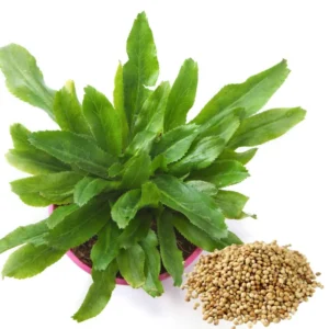 Culantro Seeds - Herb Seeds for Cooking