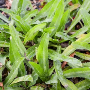 Culantro Seeds - Herb Seeds for Cooking