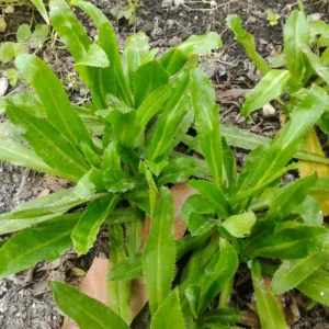 Culantro Seeds - Herb Seeds for Cooking