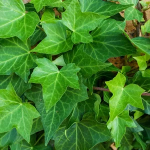 English Ivy Plant - 4