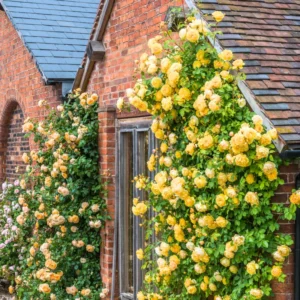Fragrant Rose Plant Live in Pot - Reblooming Flowers for Landscaping
