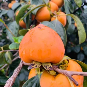 Fuyu Persimmon Tree - 3 Gallon Potted Grafted Tree