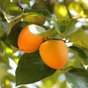 Fuyu Persimmon Tree - 3 Gallon Potted Grafted Tree