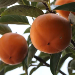 Fuyu Persimmon Tree - 3 Gallon Potted Grafted Tree