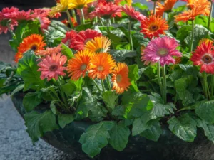 Bright and colorful Gerbera Daisy flowers blooming in a garden, showcasing their vibrant petals.