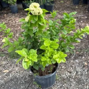 Grand Duke Jasmine Plant - 3 Gallon Potted Plant - Fragrant White Flowers