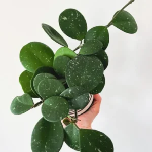 Hoya Obovata Plant 3-6 Inch Tall - Wax Plant - Indoor Plant