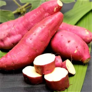 Japanese Red Sweet Potato Slips - 10 Sweet Potato Cuttings for Planting