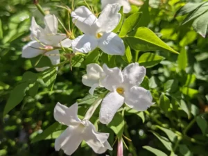 5 Fragrant Jasmine varieties