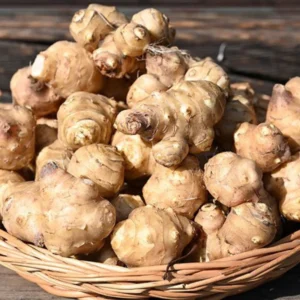 Jerusalem Artichoke Tubers 9 Pcs Live Roots for Planting Sunchokes Sunroots