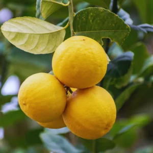Live Lemon Tree - Meyer Lemon Tree Live Plant 2-3 ft Tall