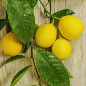 Live Lemon Tree - Meyer Lemon Tree Live Plant 2-3 ft Tall
