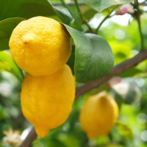 Live Lemon Tree - Meyer Lemon Tree Live Plant 2-3 ft Tall