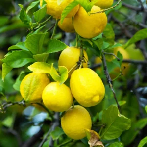 Meyer Lemon Tree Live Plant - 3 Gallon Pot - Fruit Plant for Gardening