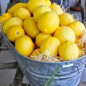 Meyer Lemon Tree Live Plant - 3 Gallon Pot - Fruit Plant for Gardening