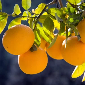 Meyer Lemon Tree Live Plant - 3 Gallon Pot - Fruit Plant for Gardening