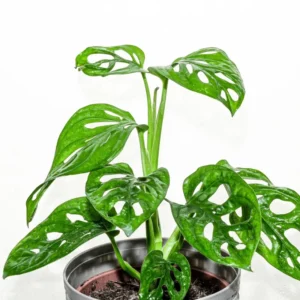 Monstera Plant Live Indoor Houseplant 5-8 Inch Tropical Split-Leaf - No Pot