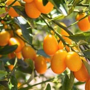 Nagami Kumquat Tree - 2 ft Tall Grafted Citrus Tree