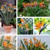 Orange Bird of Paradise Plant Live 5-7 Inches - Tropical Outdoor Plant