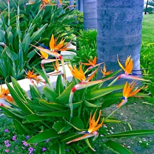 Orange Bird of Paradise Plant Live 5-7 Inches - Tropical Outdoor Plant