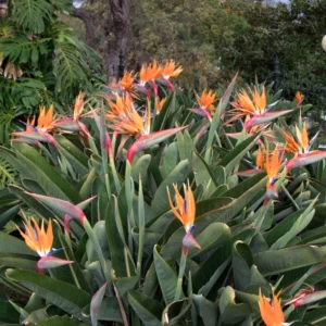 Orange Bird of Paradise Plant Live 5-7 Inches - Tropical Outdoor Plant