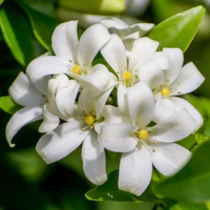 Orange Jasmine Plant - 3 Gallon Potted Shrub - 1-2 Ft Tall
