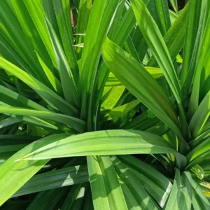 Pandan Plant 3 Gallon Potted - Aromatic Cooking Ingredient