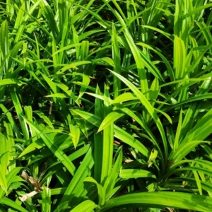 Pandan Plant 3 Gallon Potted - Aromatic Cooking Ingredient